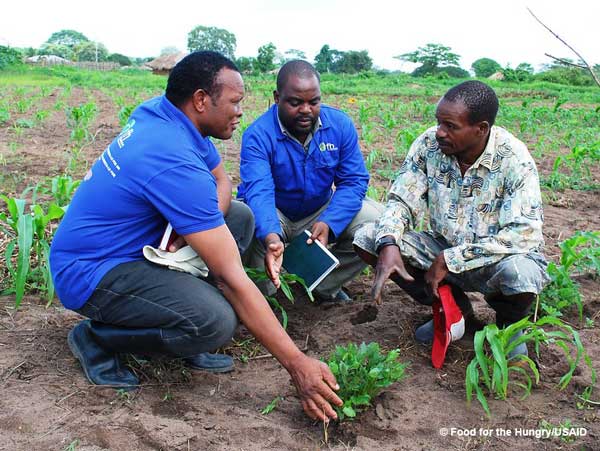 Farmer Field Schools can improve yields, raise incomes, and reduce pesticide use