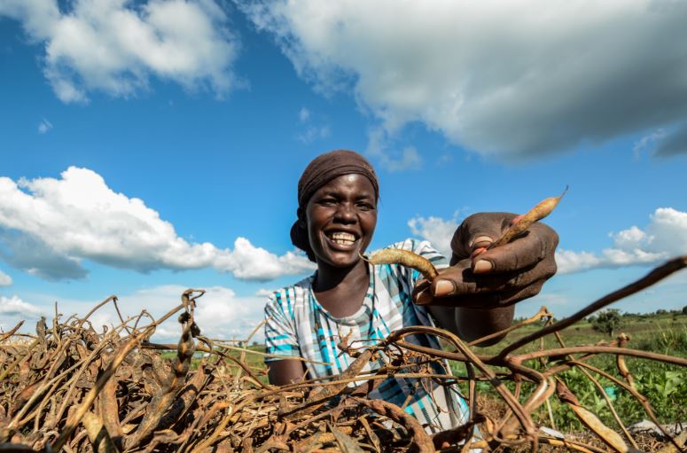 Study findings shape agricultural extension guidelines in Uganda