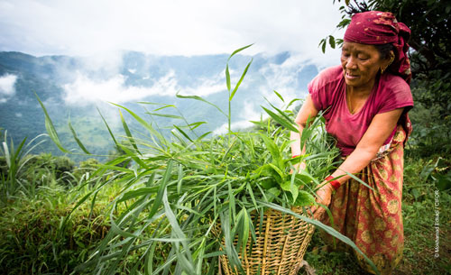 Paying people to protect the trees on their land may reduce deforestation