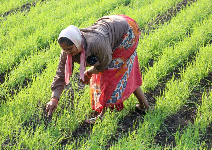 Informing rainfall risk insurance for farmers in Gujarat, India 