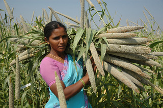 icrisat.images_6119486174