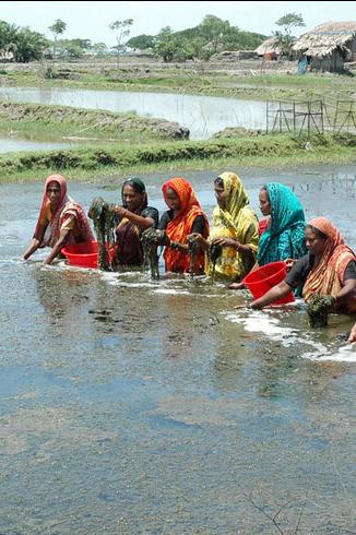 Aquaculture in rural Bangladesh