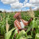 Subsidized seeds and fertilizer lead to higher agricultural yields and incomes